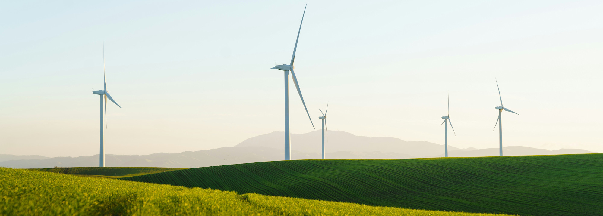 Beyond Climate: Green Party's Holistic Approach to Ireland's Future